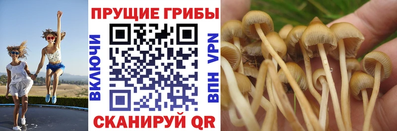 Галлюциногенные грибы мухоморы  наркотики  Хилок 
